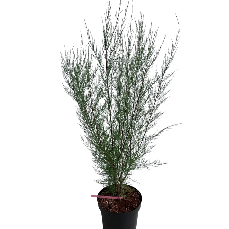 Viermännige Tamariske