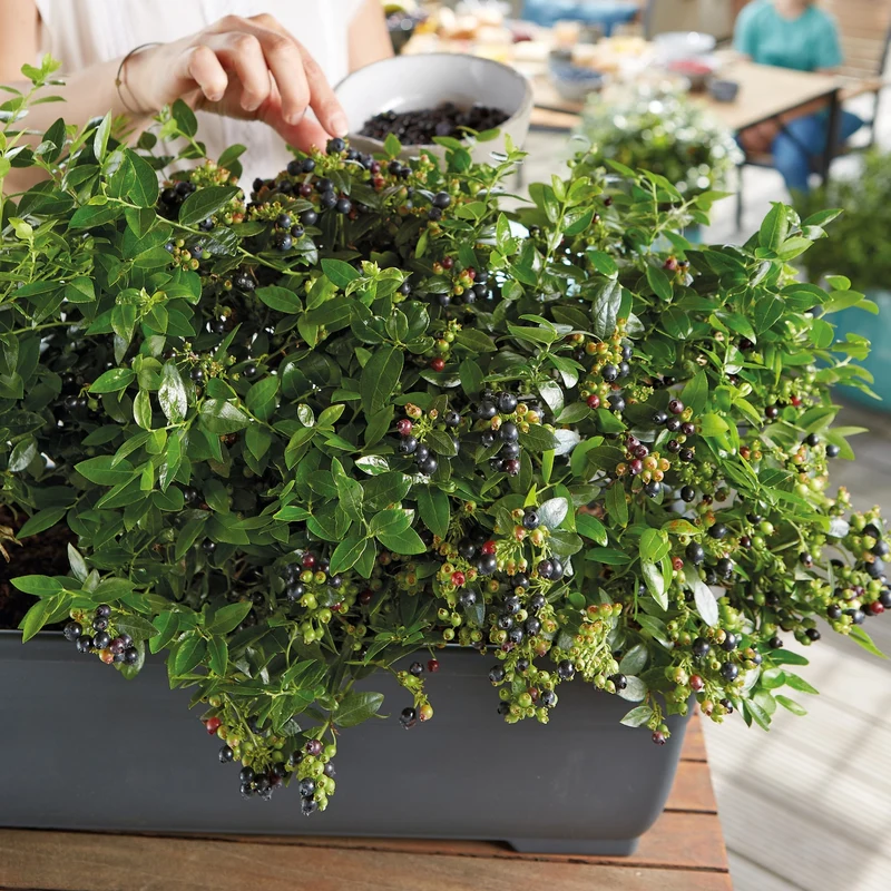 Heidelbeere Brazel Berry® 'Berry Bux®'