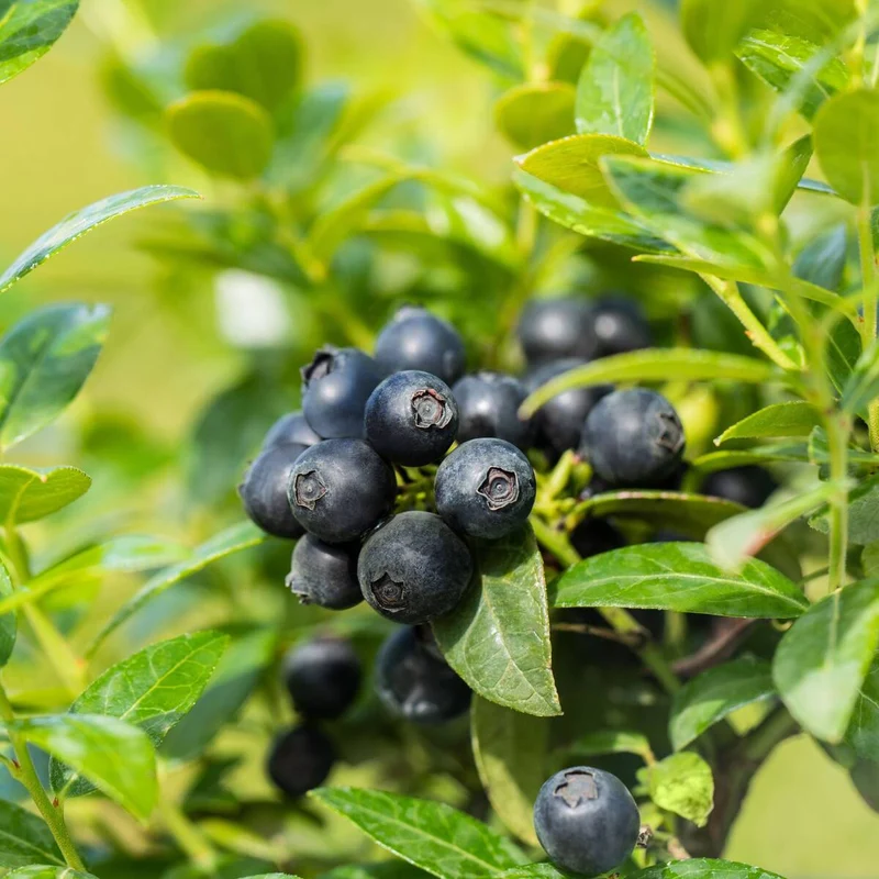 Heidelbeere Brazel Berry® 'Berry Bux®'