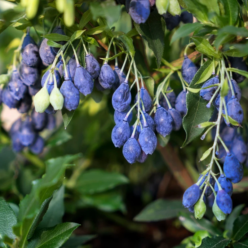 Beeren-Set "4-Monats-Ernte“