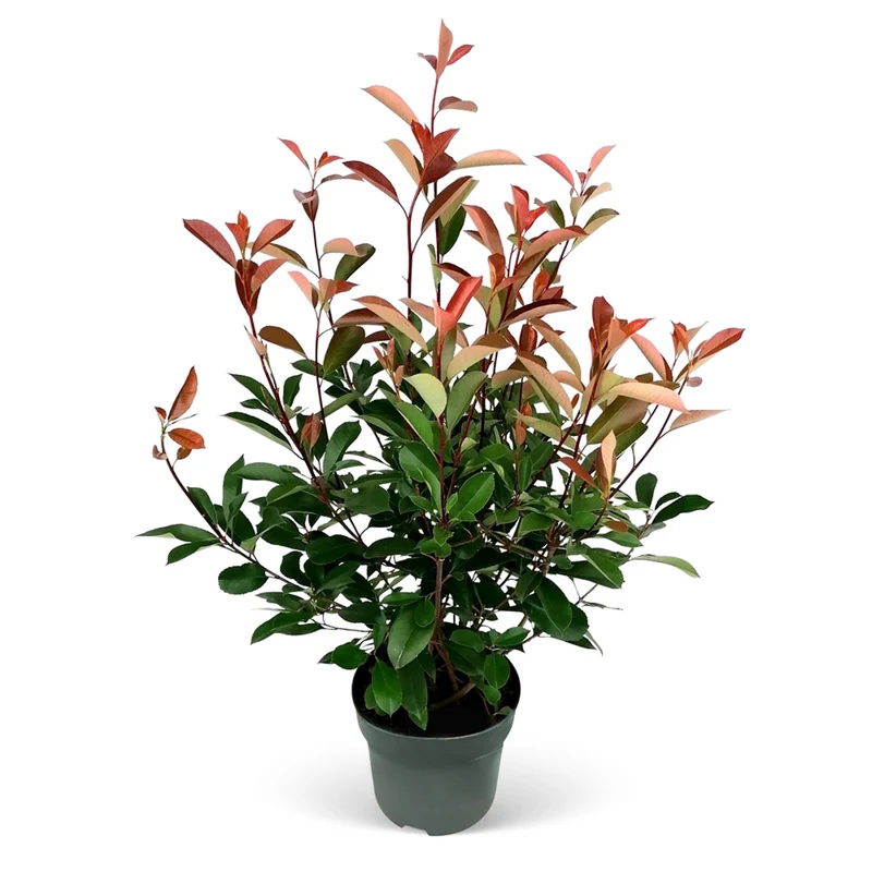 Rote Glanzmispel-Hecke 'Red Robin'