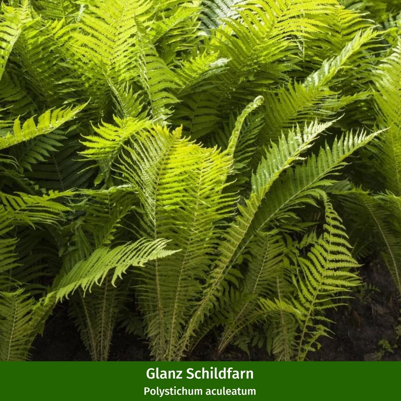 Pflanzen-Set "Schattiger Farngarten"