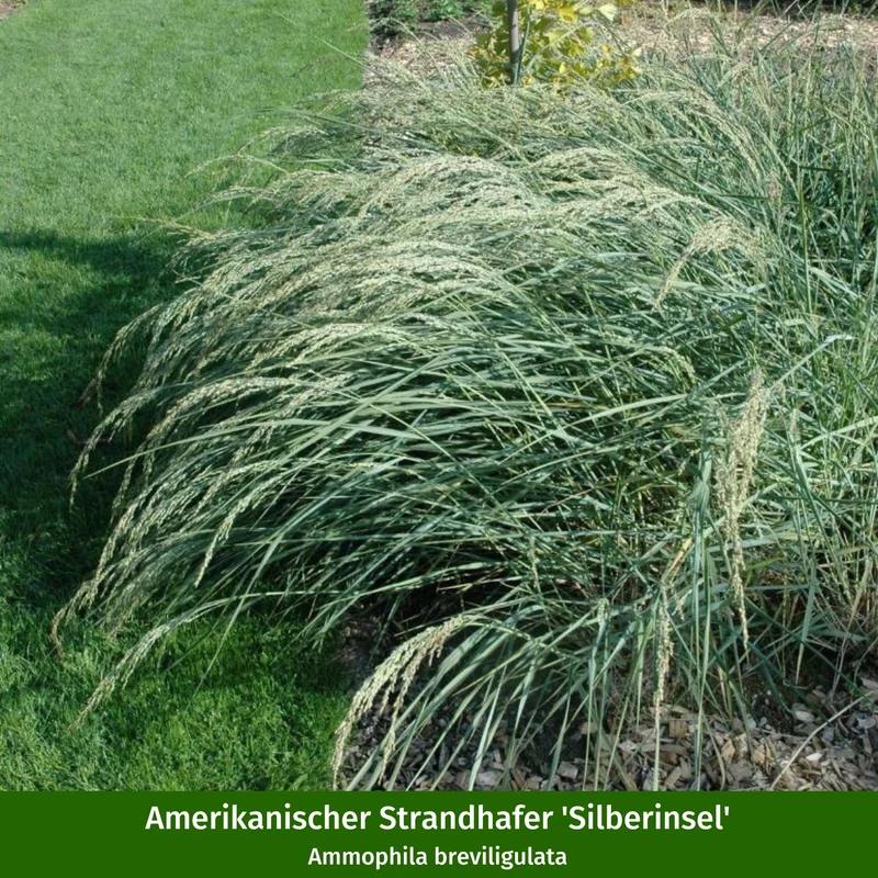 Gräserbeet "Maritime Trockenkünstler"