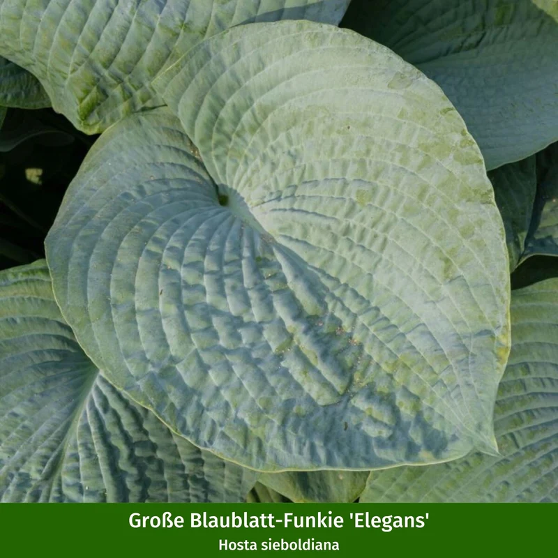 Gräserbeet "Schattenglanz"
