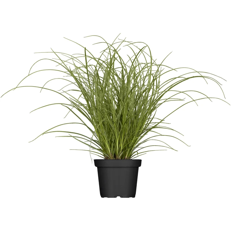 Garten-Segge 'Camara'