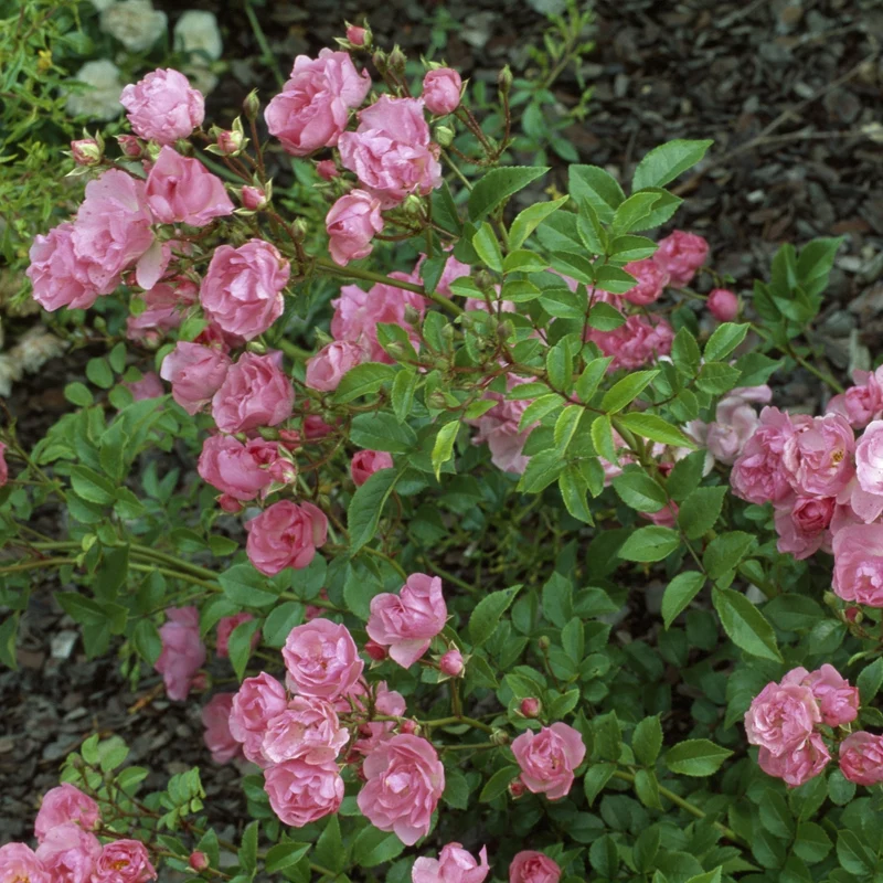 Bodendecker-Rose 'Lavender Dream®'