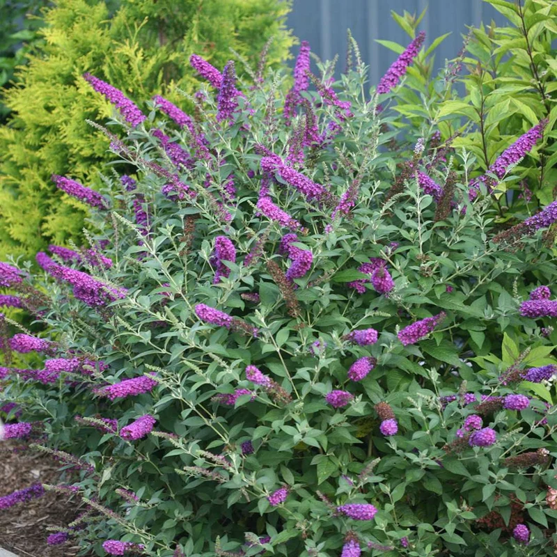Schmetterlingsflieder 'Miss Violet'