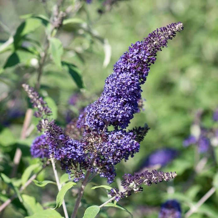 Sommerflieder 'Davidii'