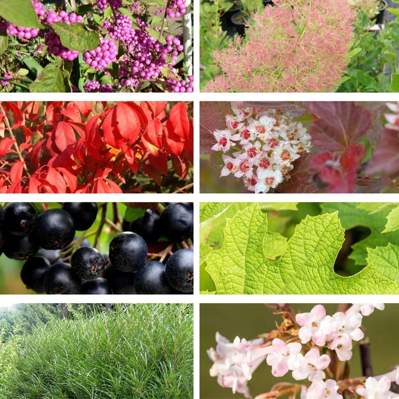 Pflanzen-Set "Herbstliche Farbvielfalt"