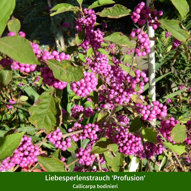 Pflanzen-Set "Herbstliche Farbvielfalt"
