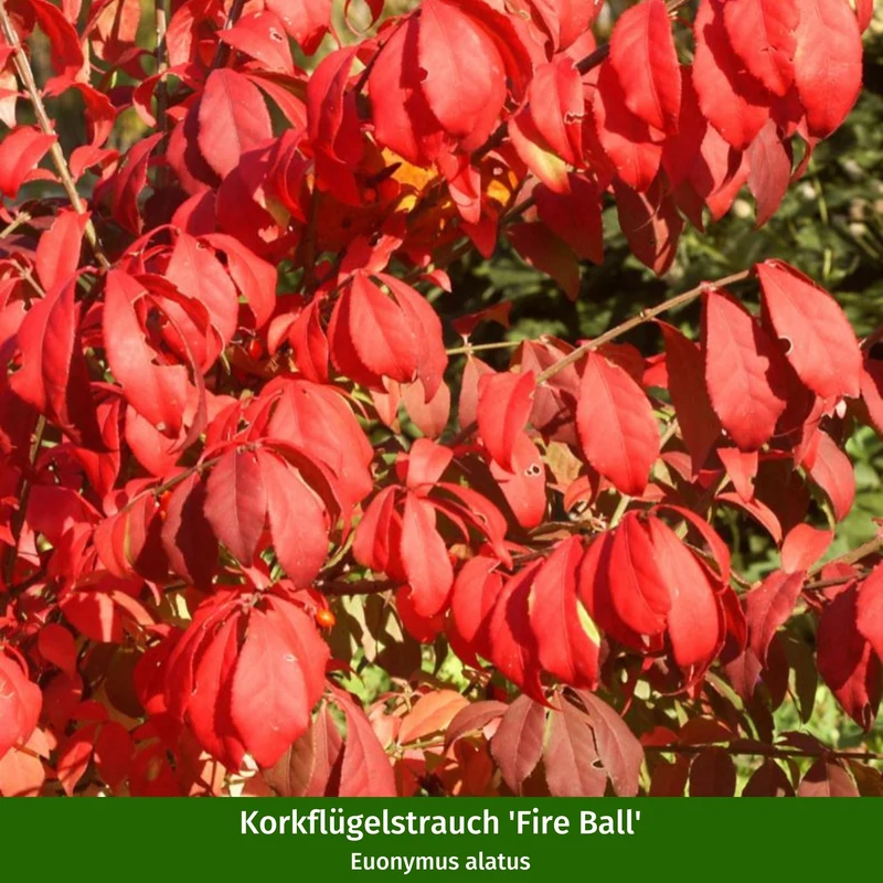 Pflanzen-Set "Herbstliche Farbvielfalt"