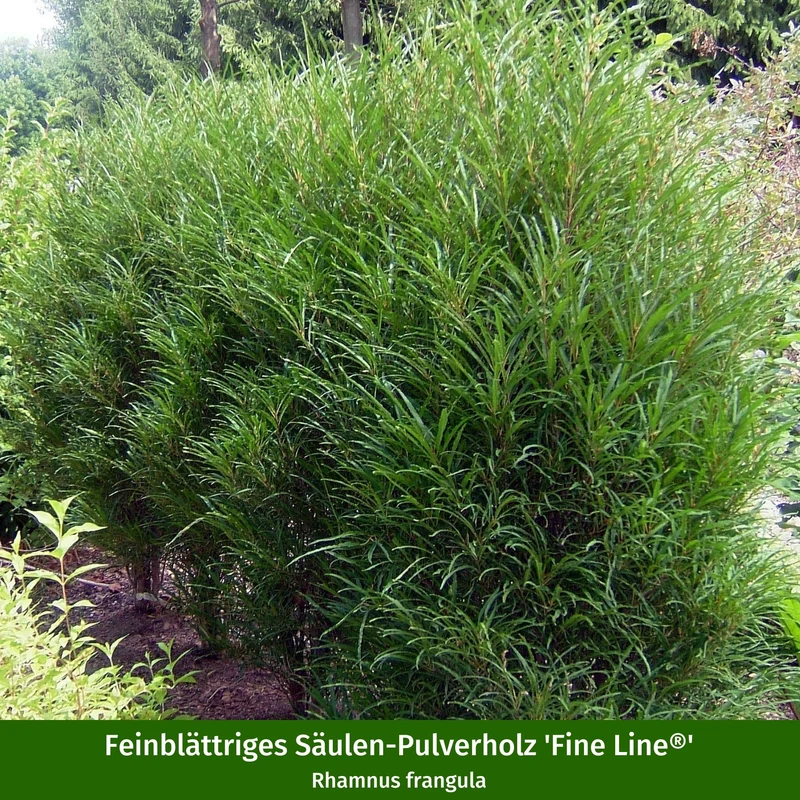 Pflanzen-Set "Herbstliche Farbvielfalt"