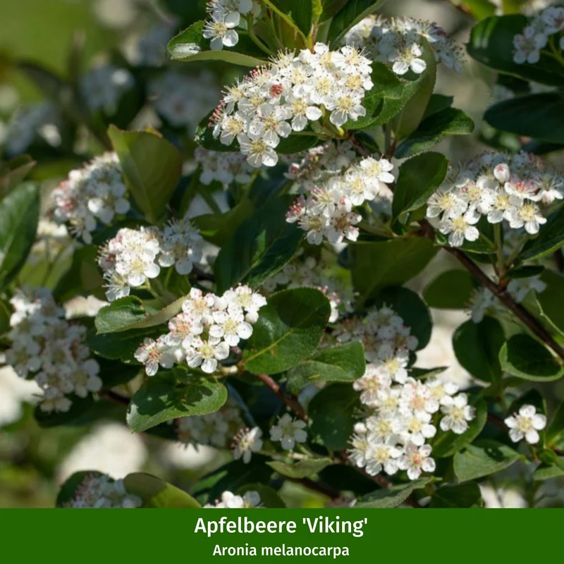 Beeren-Set "Fruchtbeeren"