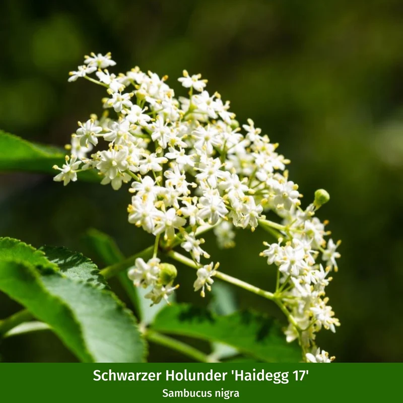 Beeren-Set "Fruchtbeeren"