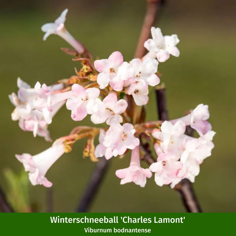 Pflanzen-Set "Vogelschutzhecke"