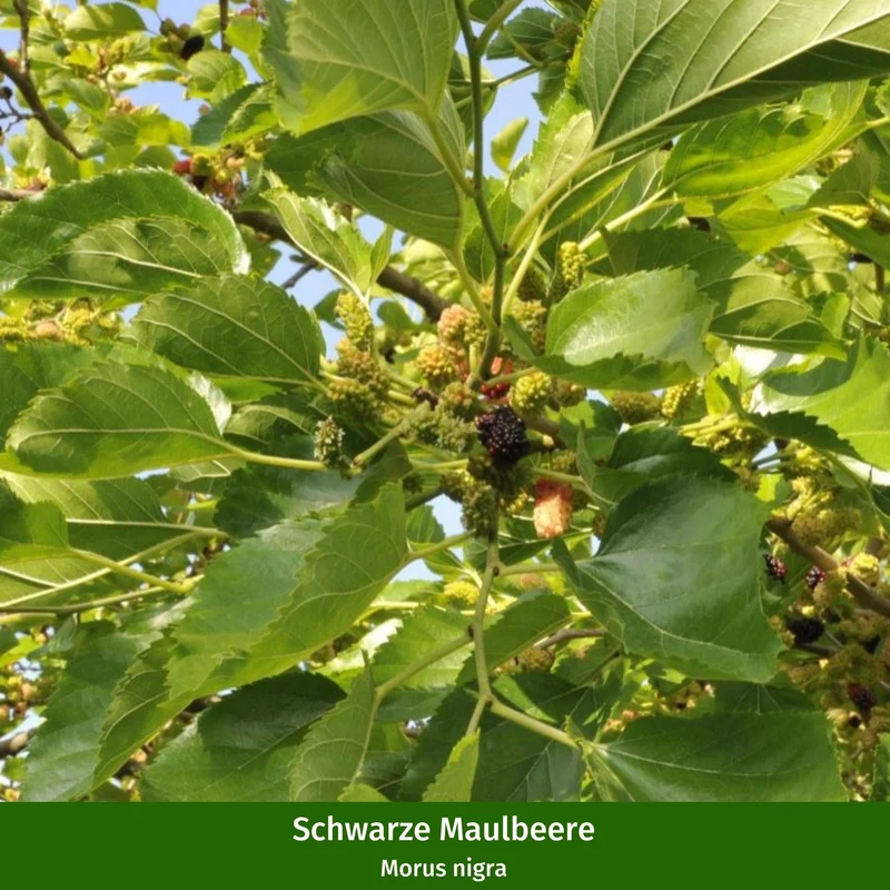 Beeren-Set "Fruchtbeeren"