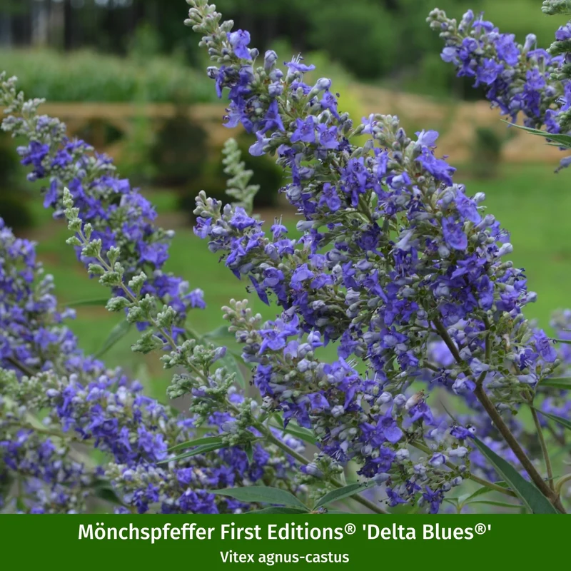 Pflanzen-Set "Vitex-Mix"