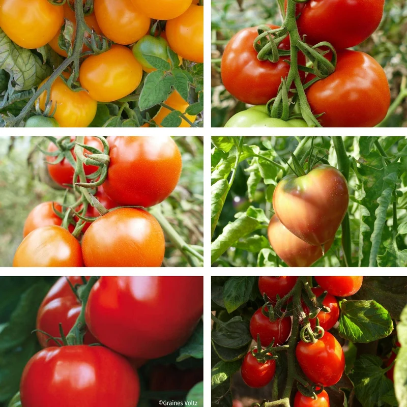 Gemüse-Set "Tomaten Vielfalt"