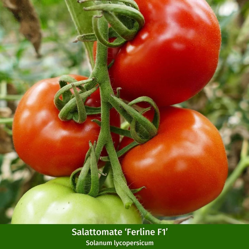 Gemüse-Set "Tomaten Vielfalt"