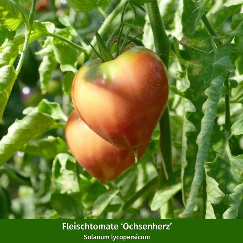 Gemüse-Set "Tomaten Vielfalt"