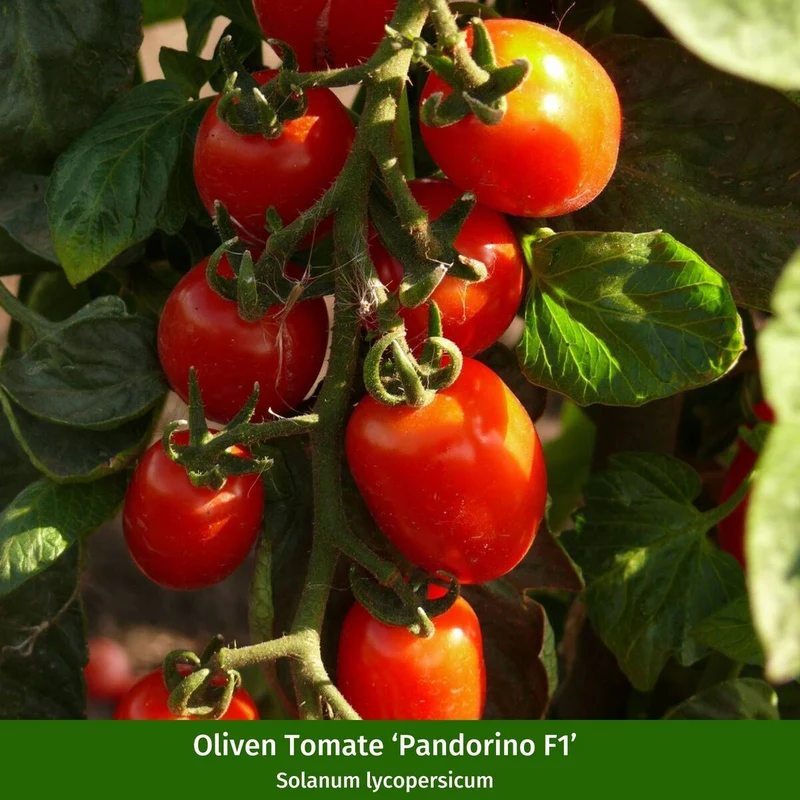 Gemüse-Set "Tomaten Vielfalt"