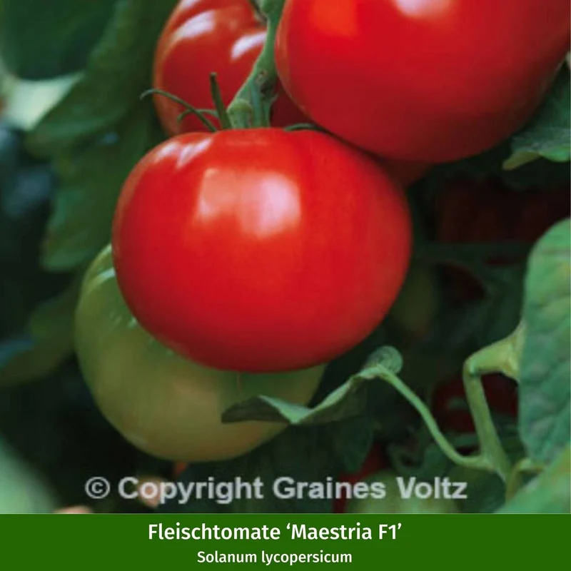 Gemüse-Set "Tomaten Vielfalt"