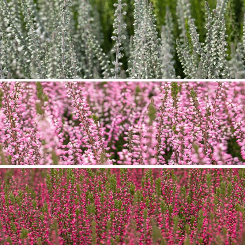 Besenheide-Mix 'Gardengirls®'