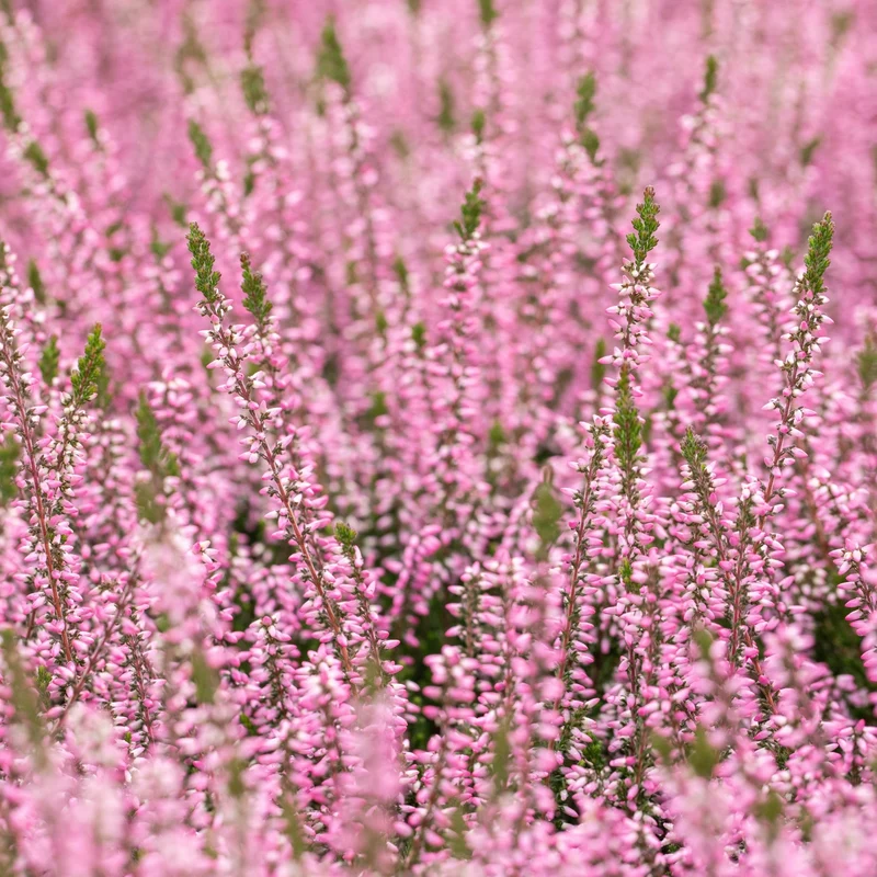 Besenheide-Mix 'Gardengirls®'
