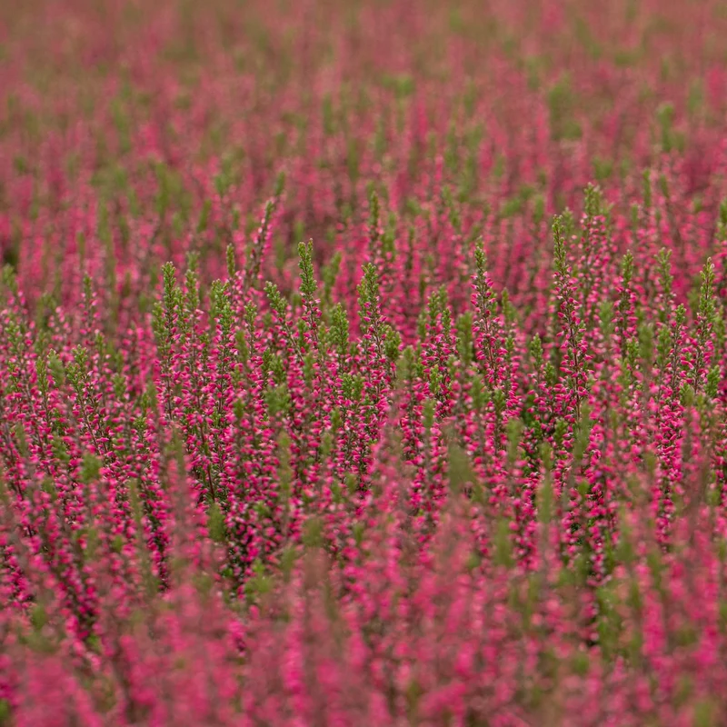 Besenheide-Mix 'Gardengirls®'
