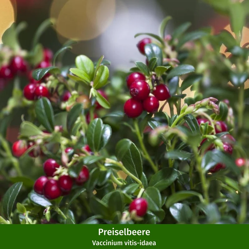 Beeren-Set "Wild und beerig", 12 Pflanzen