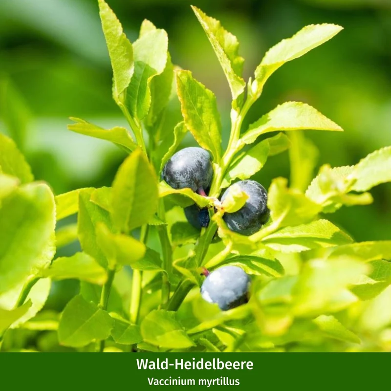 Beeren-Set "Wild und beerig", 12 Pflanzen
