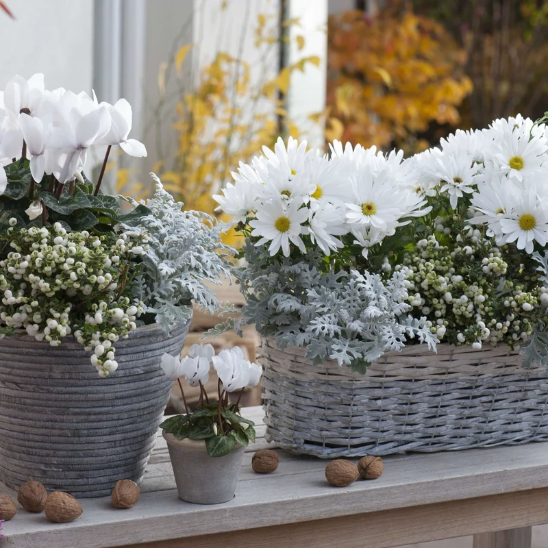 Balkonblumen "Weißer Herbstzauber"