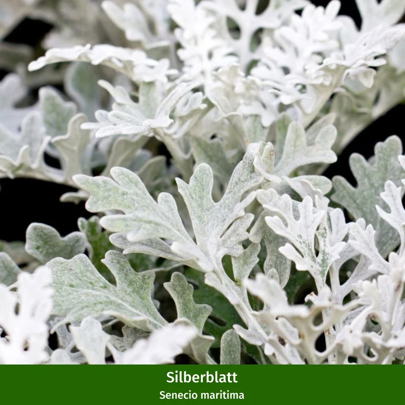 Balkonblumen "Weißer Herbstzauber"