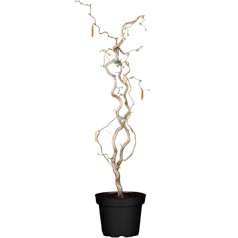 Korkenzieherhaselnuss 'Contorta'