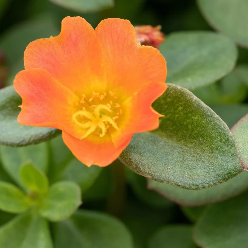 Portulakröschen