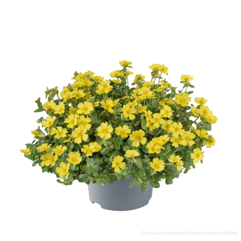 Portulakröschen