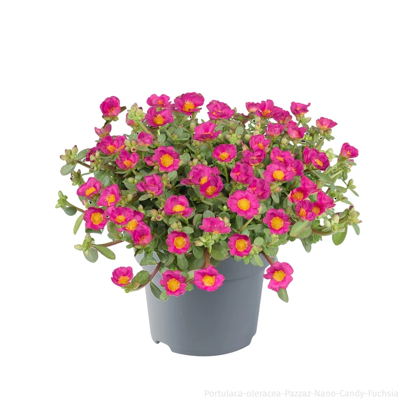 Portulakröschen