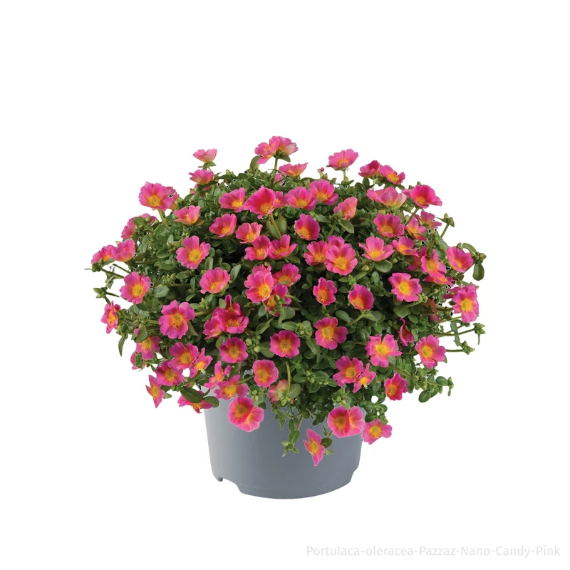Portulakröschen