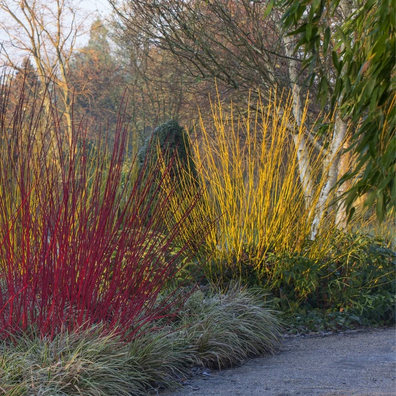 Pflanzen-Set "Farbenspiel im Winter"