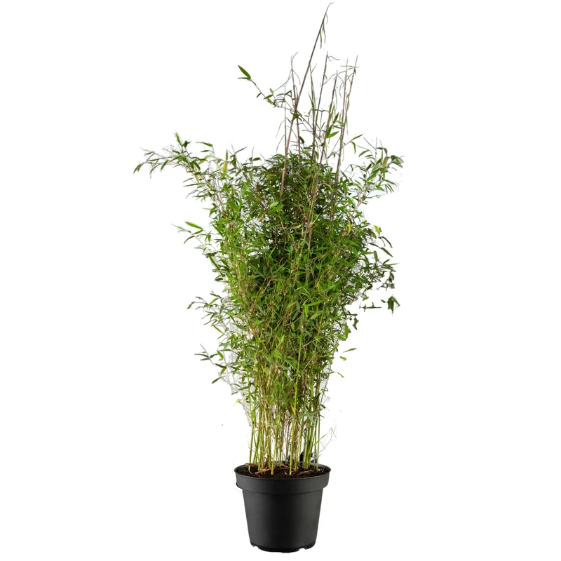 Bambus 'Violett Woods®'