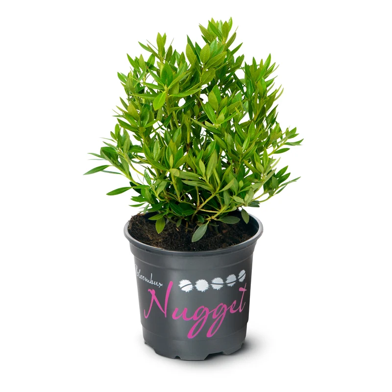 Buchsbaum-Ersatz 'Nugget by Bloombux®'