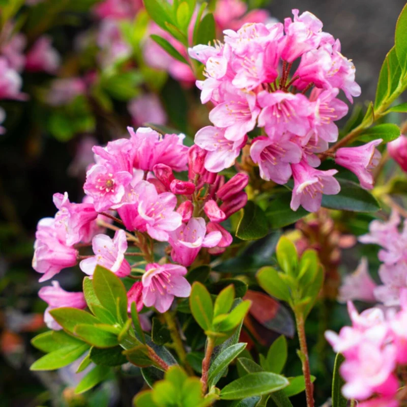 Buchsbaum-Ersatz 'Bloombux®' Busch