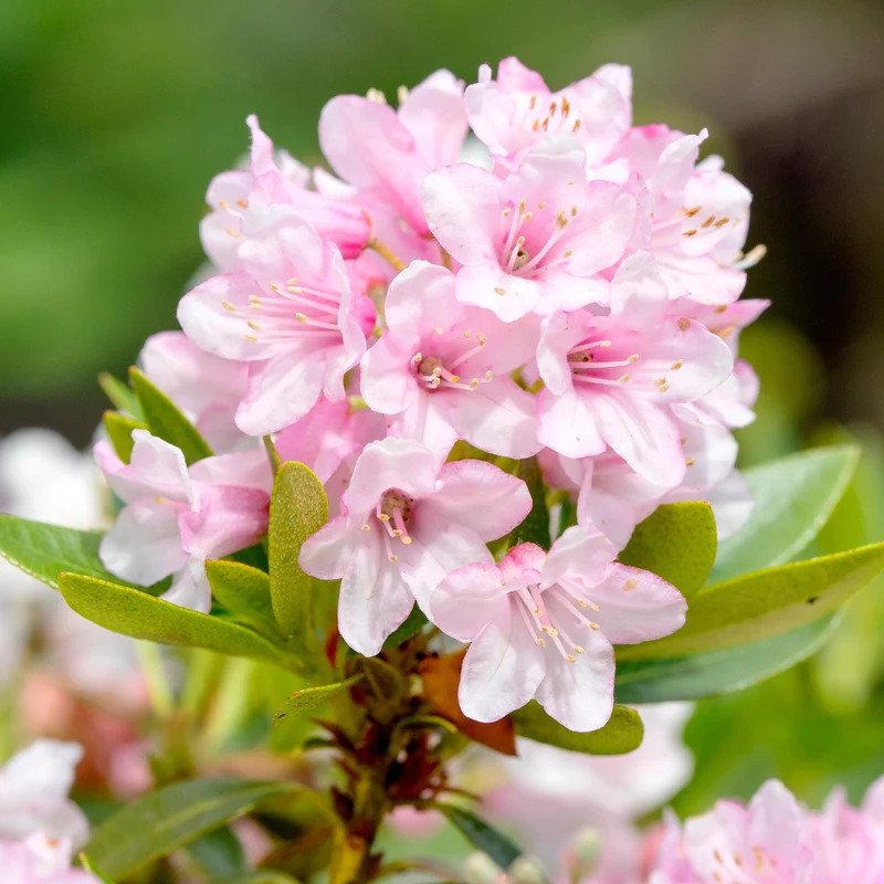 Buchsbaum-Ersatz 'Bloombux®' Busch