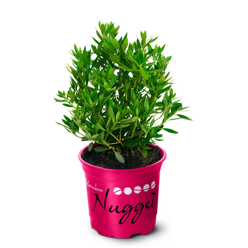 Buchsbaum-Ersatz 'Nugget by Bloombux®'