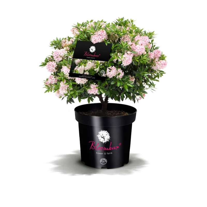 Buchsbaum-Ersatz 'Bloombux®' Busch in Set-Kombinationen