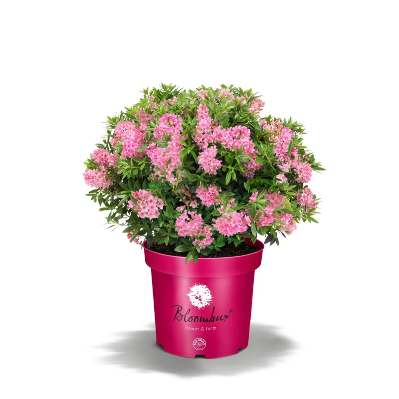 Buchsbaum-Ersatz 'Bloombux®' Busch in Set-Kombinationen