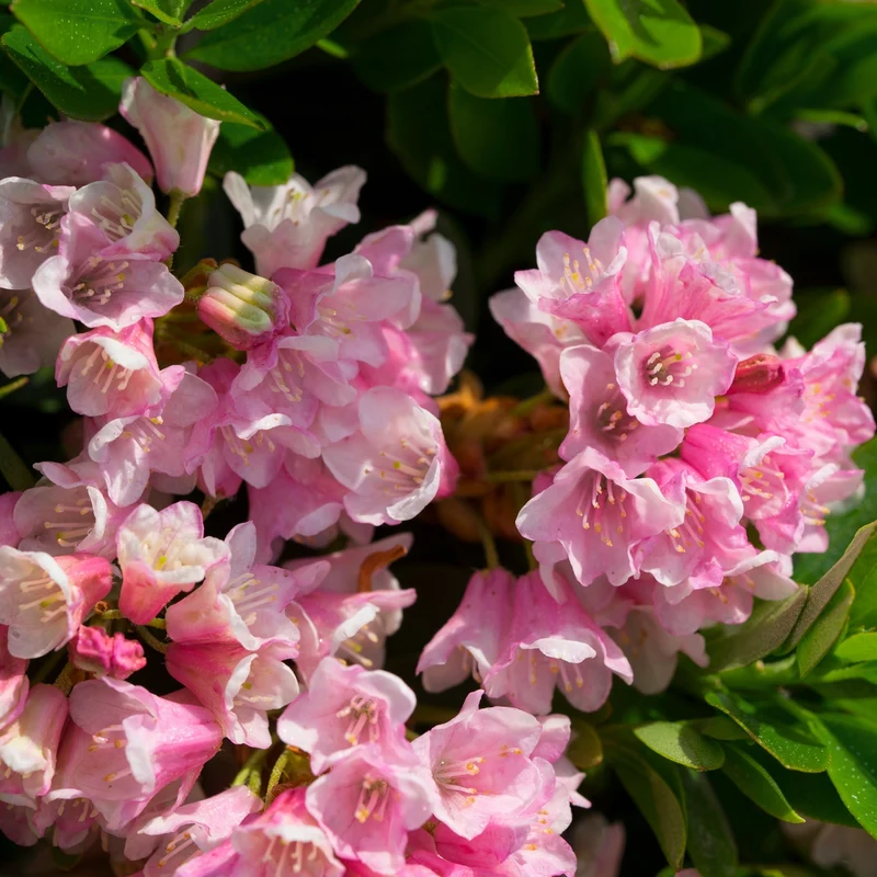 Buchsbaum-Ersatz 'Bloombux®' Busch in Set-Kombinationen