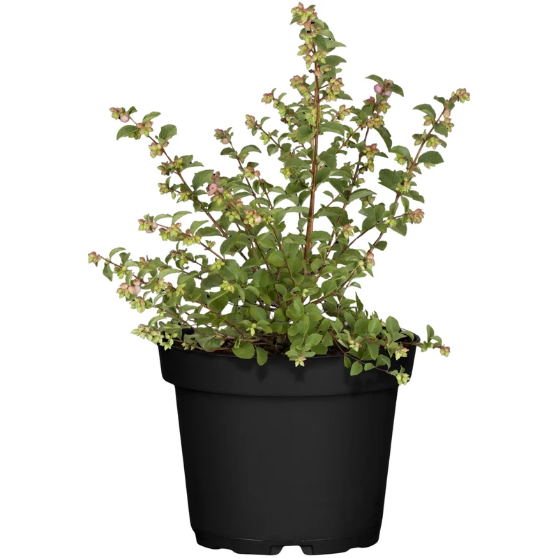 Knallerbsenstrauch 'Amethyst®'