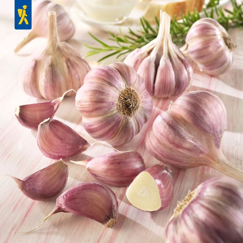 Kiepenkerl Winterknoblauch 'Germidour'