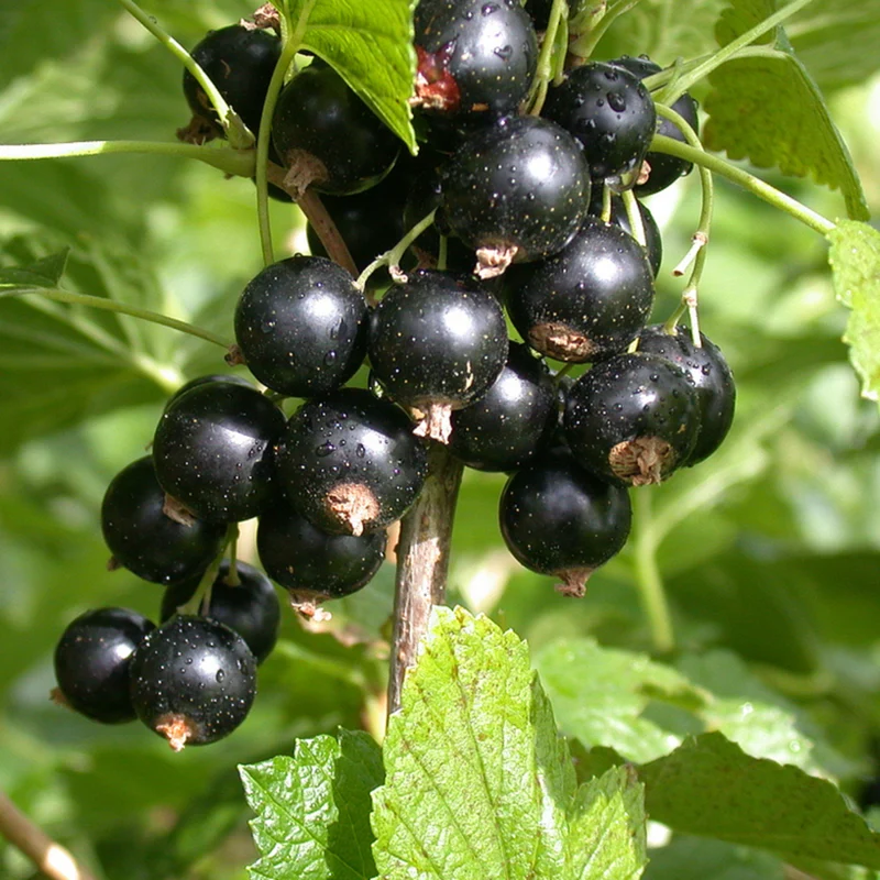 Bio Johannisbeere 'Titania', Busch